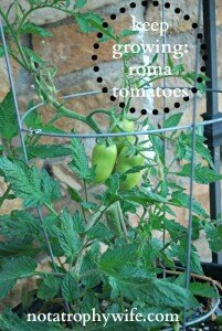 Tomatoes & Container Gardening … lowering expectations