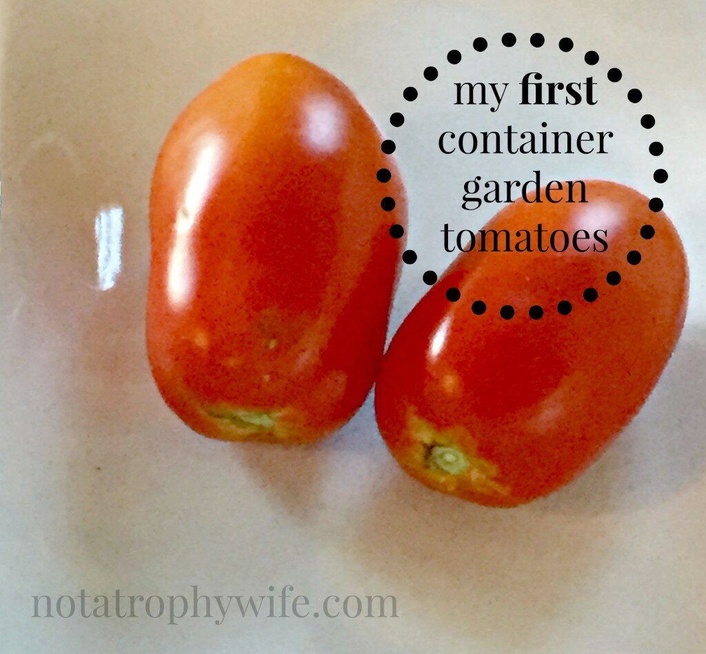 Roma tomatoes from my container garden