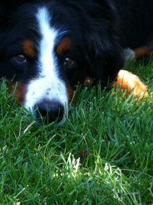 Our Hearts are Heavy for our Beloved Berner, Owen