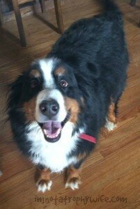 Owen our beloved Bernese Mountain rescue crossed over to the Rainbow Bridge