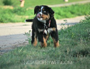 WOOF: CRAZY FOR BERNERS